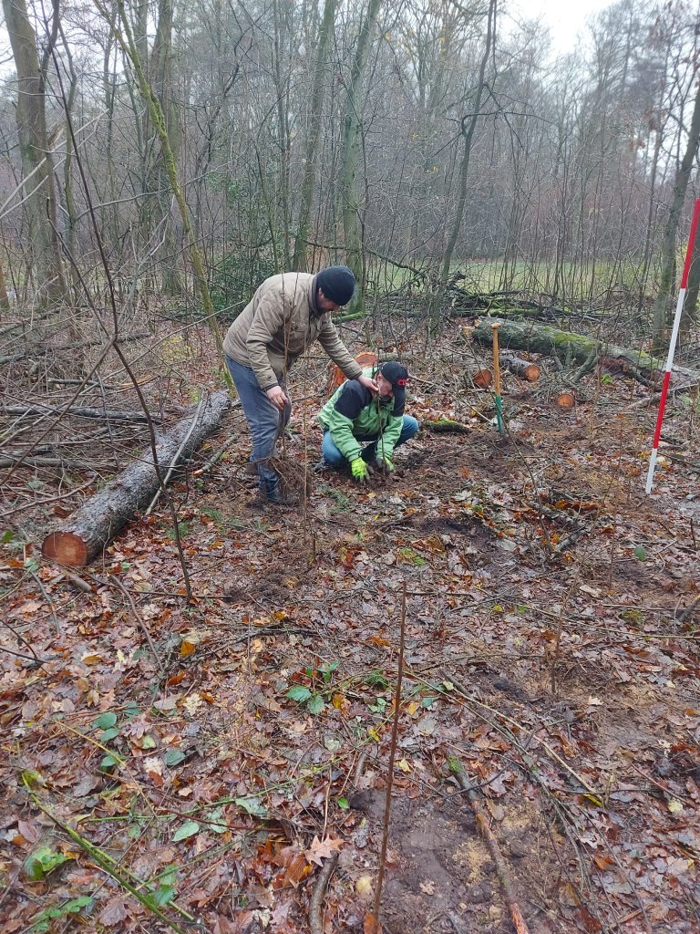 Baum-Pflanzung