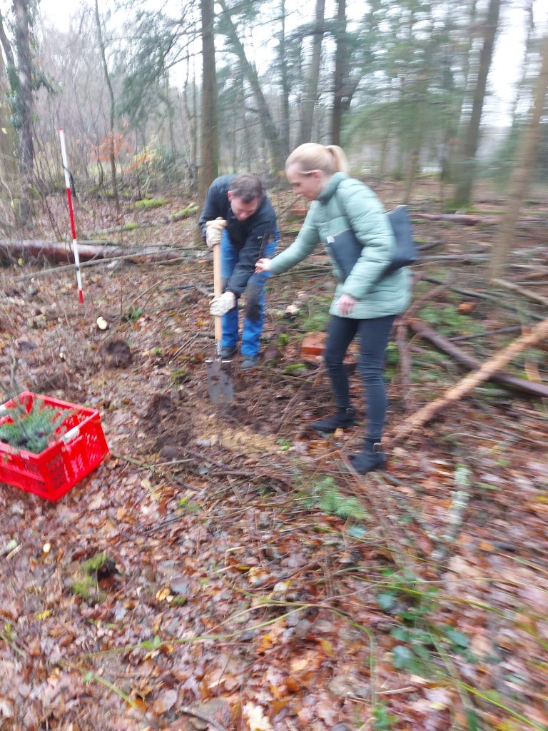 Baum-Pflanzung